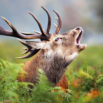 Dwellers Of The Woodlands 2026 / Author not specified 9783959295246-6