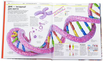 Encyclopedia Of Knowledge. Human Body / Енциклопедія знань. Тіло людини Peter Crisp, Steve Hoffman / Пітер Крісп і Стів Хоффман 9786170993953-5