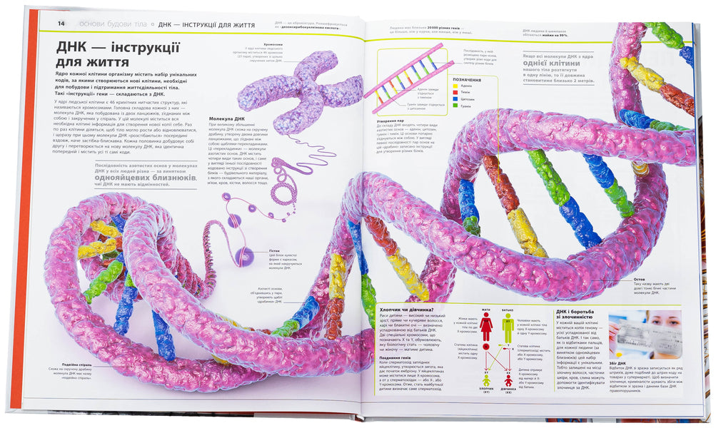 Encyclopedia Of Knowledge. Human Body (+ Stickerpak As A Gift) / Енциклопедія знань. Тіло людини (+ стікерпак у подарунок) Peter Krisp, Stir Hoffman / Пітер Крісп, Стів Гофман 9786170993953-5