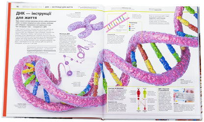 Encyclopedia Of Knowledge. Human Body (+ Stickerpak As A Gift) / Енциклопедія знань. Тіло людини (+ стікерпак у подарунок) Peter Krisp, Stir Hoffman / Пітер Крісп, Стів Гофман 9786170993953-5