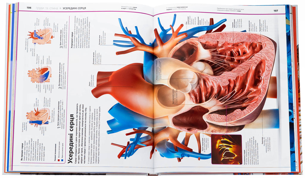 Encyclopedia Of Knowledge. Human Body (+ Stickerpak As A Gift) / Енциклопедія знань. Тіло людини (+ стікерпак у подарунок) Peter Krisp, Stir Hoffman / Пітер Крісп, Стів Гофман 9786170993953-6