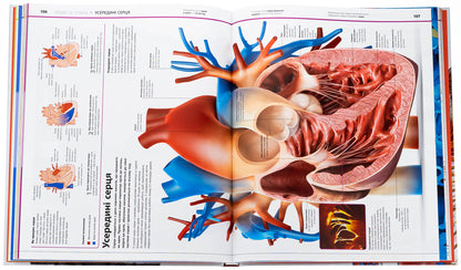 Encyclopedia Of Knowledge. Human Body (+ Stickerpak As A Gift) / Енциклопедія знань. Тіло людини (+ стікерпак у подарунок) Peter Krisp, Stir Hoffman / Пітер Крісп, Стів Гофман 9786170993953-6