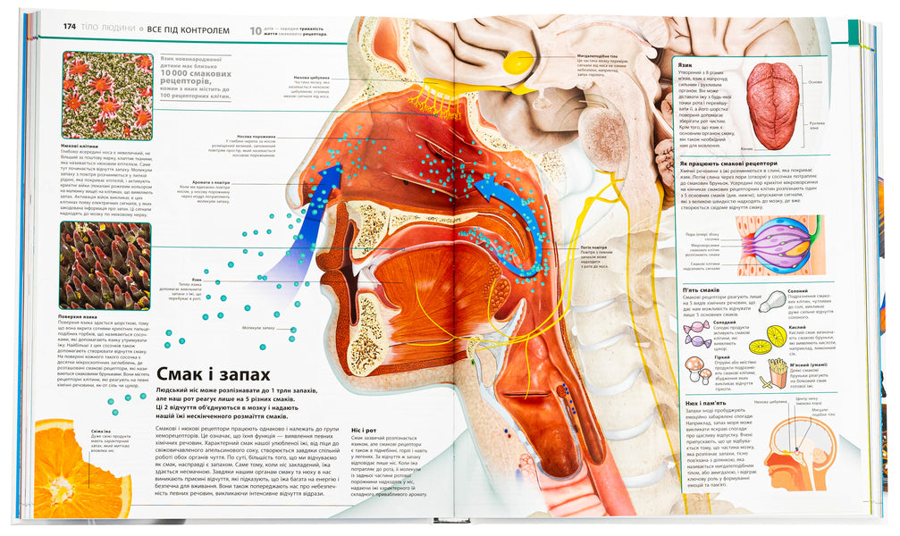 Encyclopedia Of Knowledge / Енциклопедія знань / Author not specified 9786170989451-6