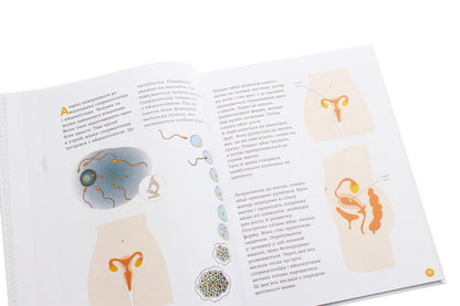 Encyclopedia of sexual life.7-9 years old / Енциклопедія статевого життя. 7-9 років Жан Коэн, Кристиан Верду, Жаклин Кан-Натан 978-617-00-3790-9-6