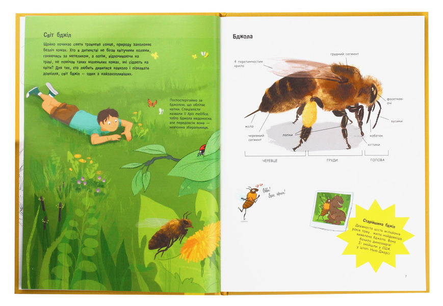 Everything about bees... and not only / Усе про бджіл... і не тільки Джек Гишар, Кароль Ксенар 978-617-09-5966-9-4