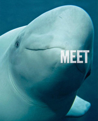 Face to Face with Whales. Level 5 / Face to Face with Whales. Level 5 Флип Никлин, Линда Никлин 9780008358082-2