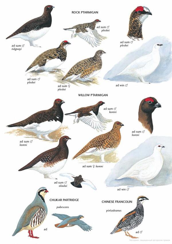 Field Guide to the Birds of East Asia / Field Guide to the Birds of East Asia Марк Брэзил 9780713670400-6