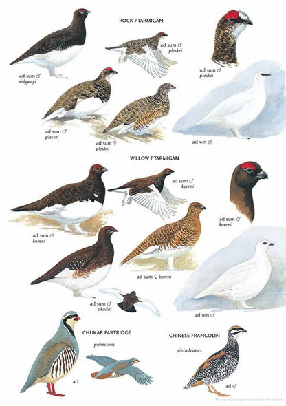 Field Guide to the Birds of East Asia / Field Guide to the Birds of East Asia Марк Брэзил 9780713670400-6