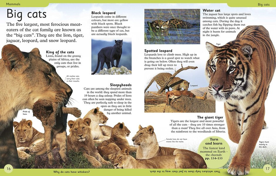 First Animal Encyclopedia / Author not specified 9780241188729-4