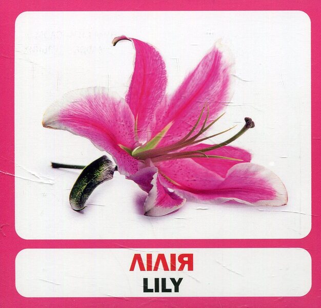 Flowers. Set Of Cards / Квіти. Набір карток / Author not specified 9789669751836-2