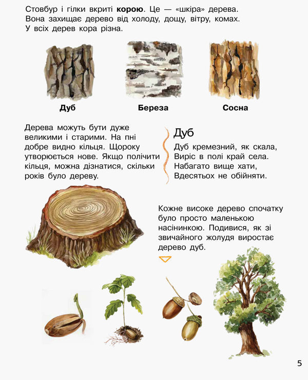 Forest / Ліс Юлия Каспарова 978-617-09-3619-6-6