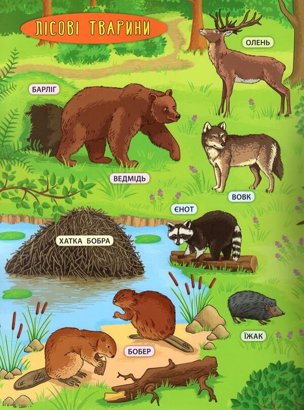 Forest animals and plants / Лісові тварини та рослини Екатерина Смирнова 978-966-284-500-6-3