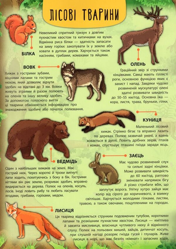Forest animals and plants / Лісові тварини та рослини Екатерина Смирнова 978-966-284-500-6-4
