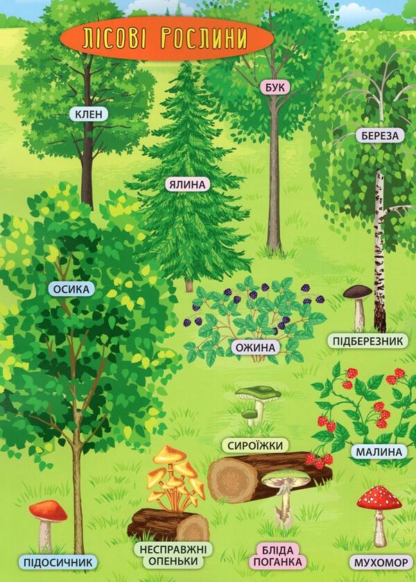 Forest animals and plants / Лісові тварини та рослини Екатерина Смирнова 978-966-284-500-6-5