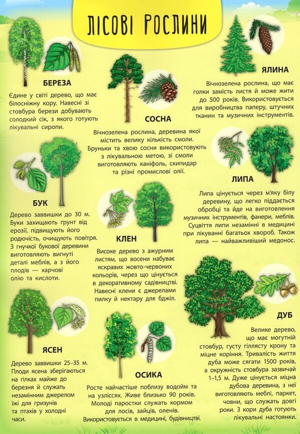 Forest animals and plants / Лісові тварини та рослини Екатерина Смирнова 978-966-284-500-6-6