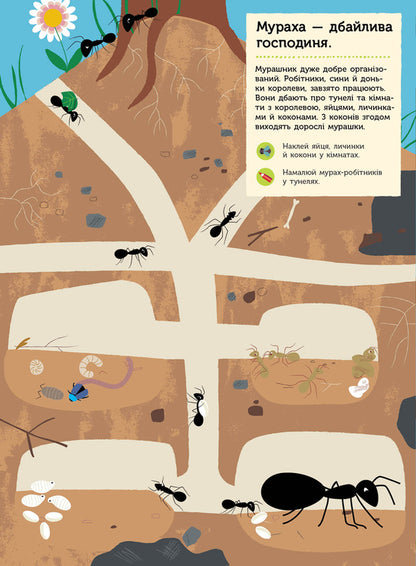 Garden insects / Комахи  саду Оливия Косно 978-617-09-4101-5-3