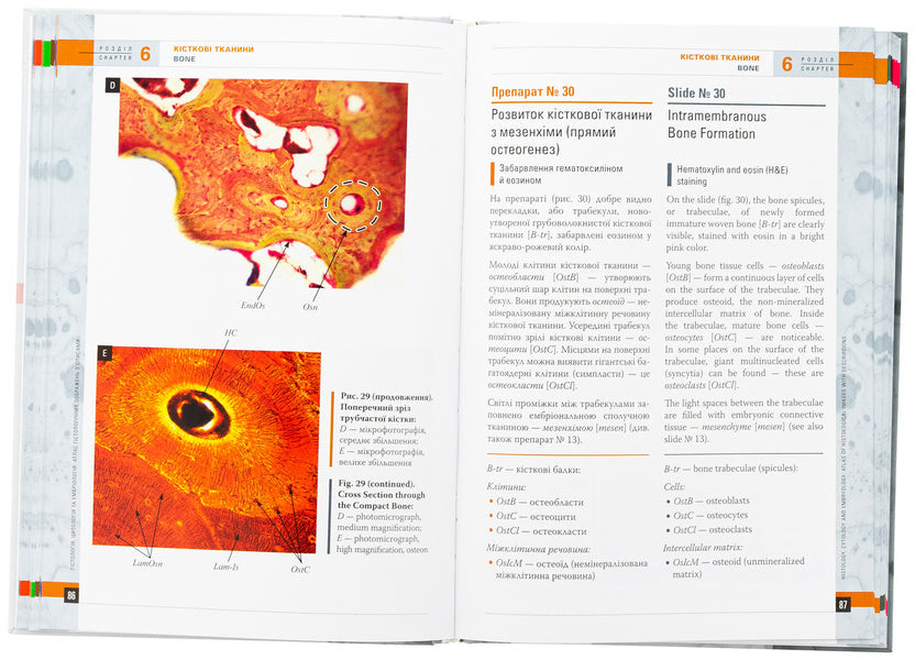 Histology, cytology and embryology. Atlas of histological images with descriptions / Гістологія, цитологія та ембріологія. Атлас гістологічних зображень з описами Юрий Степаненко, Н.И. Марьенко 978-617-505-989-0-6