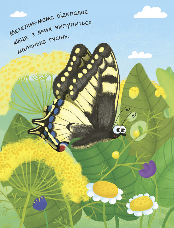 How is a butterfly born? / Як народжується метелик?  9789667488352-3
