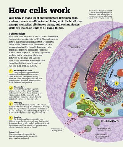 How the Body Works. The Facts Simply Explained / How the Body Works. The Facts Simply Explained  9780241188019-4