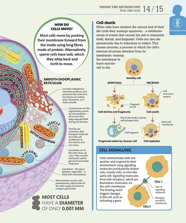 How the Body Works. The Facts Simply Explained / How the Body Works. The Facts Simply Explained  9780241188019-5