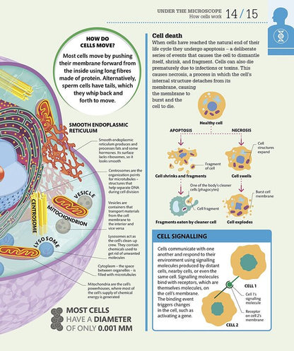 How the Body Works. The Facts Simply Explained / How the Body Works. The Facts Simply Explained  9780241188019-5