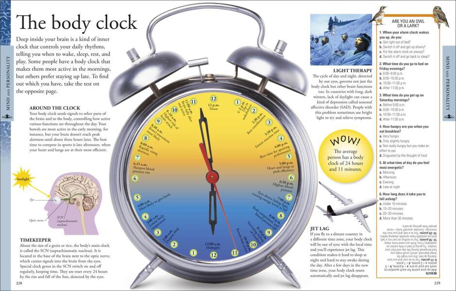 Human Body A Children's Encyclopedia / Human Body A Children's Encyclopedia  9780241323069-2