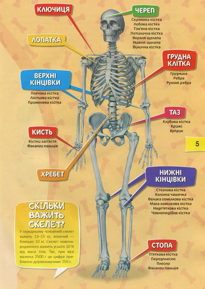 Human body / Тіло людини  978-617-7282-76-0-6