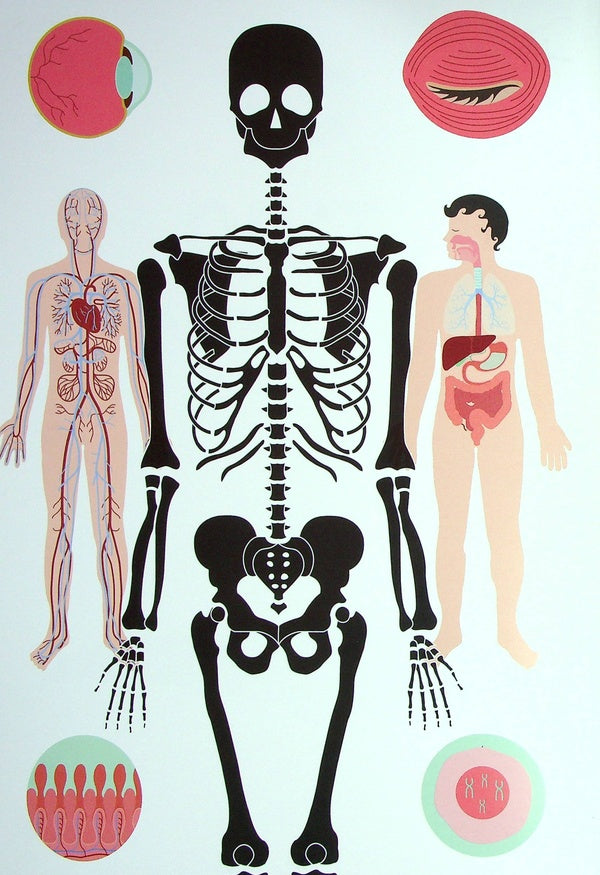 Human body / Тіло людини Кристина Перабони 978-617-7853-19-9-3