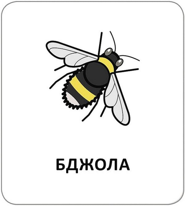 Icon Cards. Animals / Картки з піктограмами. Тварини / Author not specified 9789667616281-3