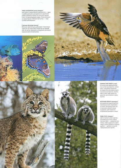 Illustrated Atlas Animal World - люстрований атлас Свт тварин Susan Lumpkin, Chana Bambaradenia, David Woodruff, Joshua Ginsberg, Patrick Kuitly - Сьюзан Лемпкн, Чана Бамбараденя, Девд Вудрафф, Джошуа нзберг, Патрк Кутл 9789669170477,9785389025059,9781921530005-4