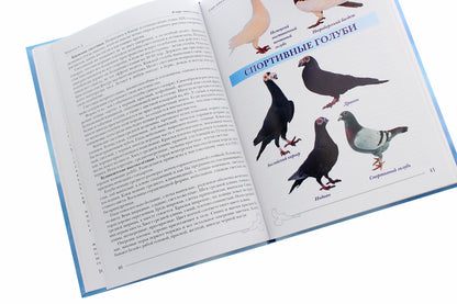 In the world of people and pigeons / В мире людей и голубей Александр Винюков 978-966-924-054-5-6