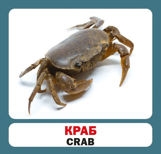 Inhabitants Of Seas And Oceans / Marine Animals. Set Of Cards / Мешканці морів і океанів / Marine animals. Набір карток / Author not specified 9786177360529-2