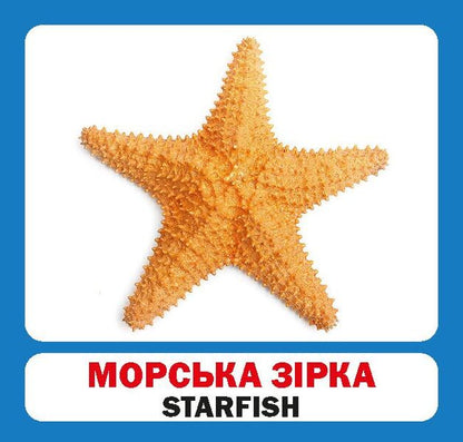 Inhabitants Of Seas And Oceans / Marine Animals. Set Of Cards / Мешканці морів і океанів / Marine animals. Набір карток / Author not specified 9786177360529-3