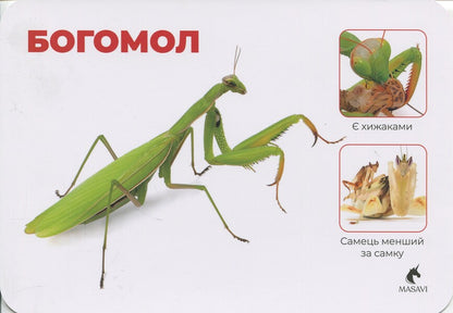 Insects. Little Heroes Of The Big Forest. Montessori Cards / Комахи. Маленькі герої великого лісу. Монтессорі-картки / Author not specified 9786177985029-4