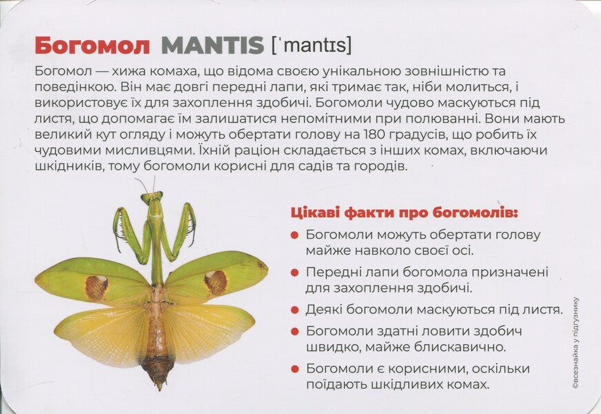 Insects. Little Heroes Of The Big Forest. Montessori Cards / Комахи. Маленькі герої великого лісу. Монтессорі-картки / Author not specified 9786177985029-5