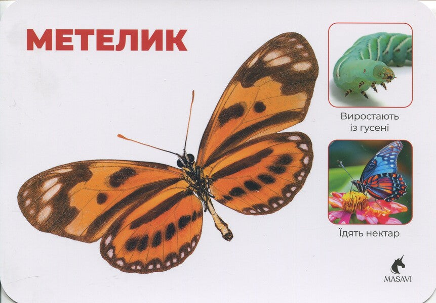 Insects. Little Heroes Of The Big Forest. Montessori Cards / Комахи. Маленькі герої великого лісу. Монтессорі-картки / Author not specified 9786177985029-6