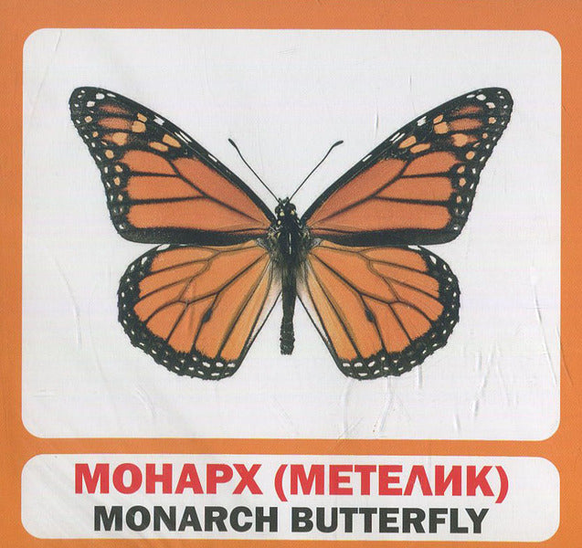 Insects. Set Of Cards / Комахи. Набір карток / Author not specified 9789669751850-2