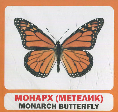 Insects. Set Of Cards / Комахи. Набір карток / Author not specified 9789669751850-2