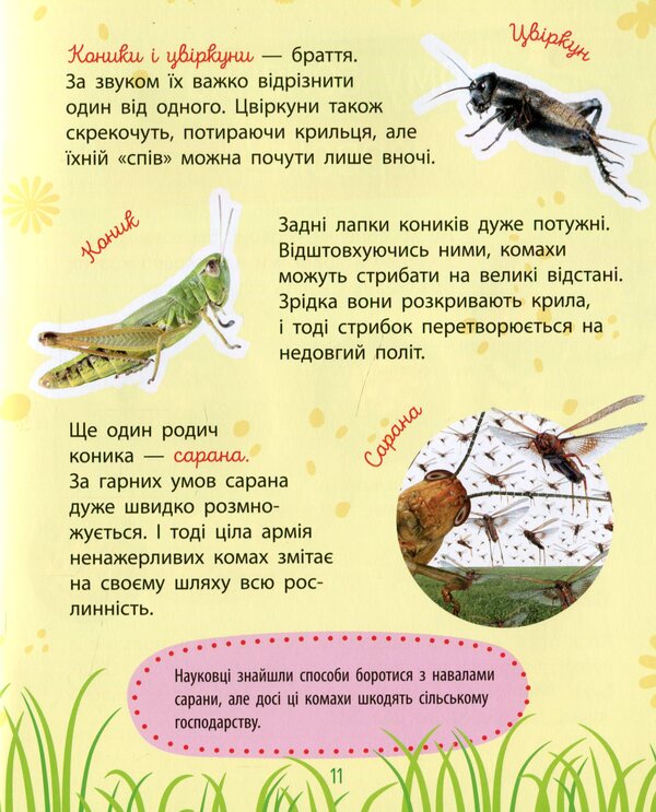 Insects / Комахи Анна Булгакова 978-617-09-3787-2-6