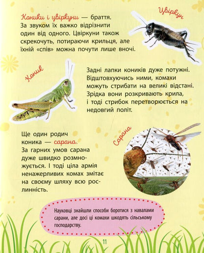 Insects / Комахи Анна Булгакова 978-617-09-3787-2-6