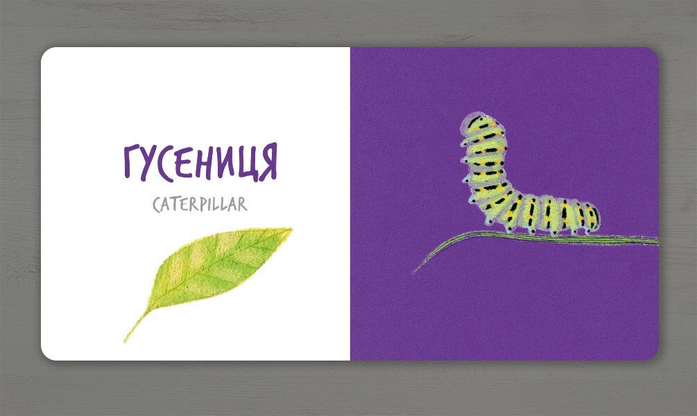 Insects / Комахи Екатерина Таберко 978-617-7395-16-3-4