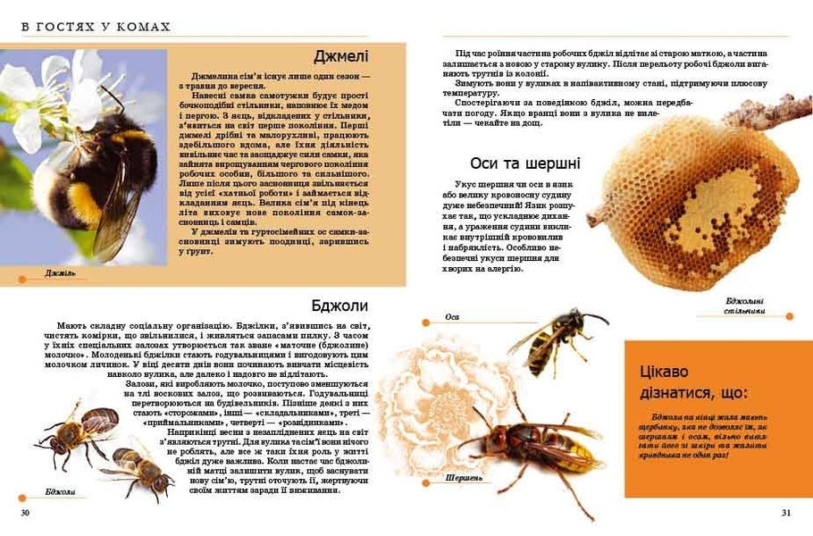 Insects And Others / Комахи та інші / Author not specified 9789669352385-4