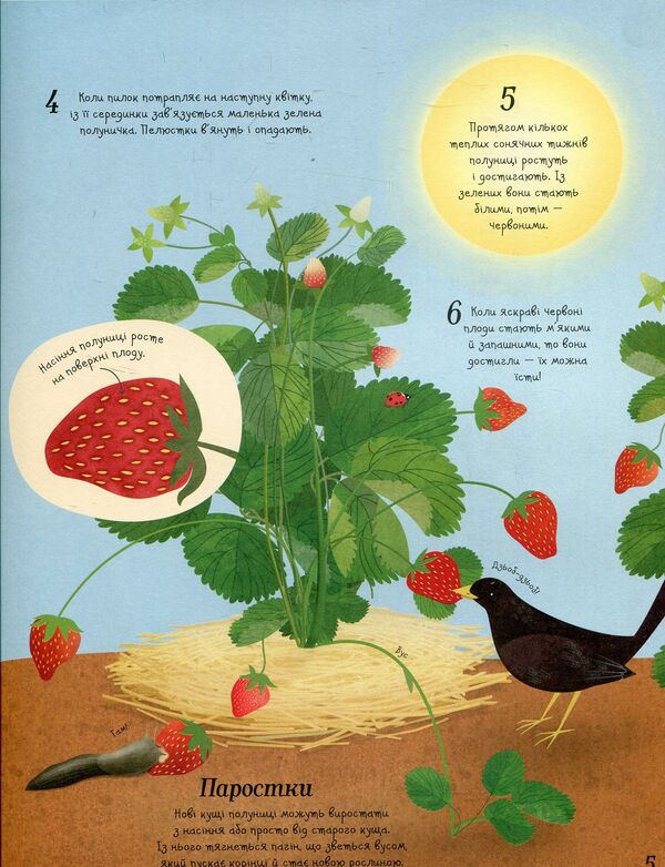 It all starts with a seed...how food grows / Усе починається з насіння…як росте їжа Эмили Боун 978-617-7579-21-1-6