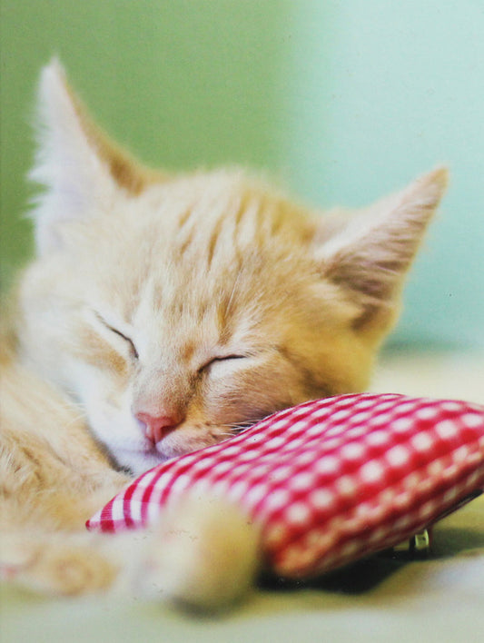 Kitten / Kitten  978-3-95570-311-0-1