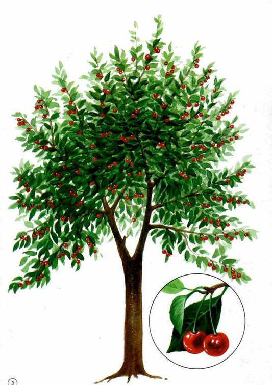 Let's tell the children. About trees and bushes / Розповімо дітям. Про дерева та кущі  4823076108342-2