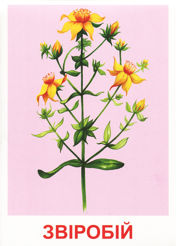 Let's tell the children about medicinal plants. Demonstration material / Розповімо дітям про лікарські рослини. Демонстраційний матеріал  4823076143664-4