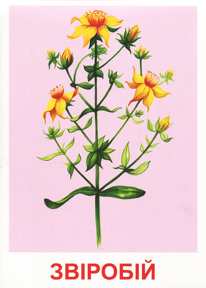 Let's tell the children about medicinal plants. Demonstration material / Розповімо дітям про лікарські рослини. Демонстраційний матеріал  4823076143664-4