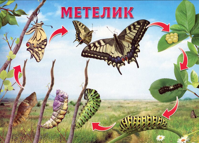 Let's tell the children about the life cycle of living organisms / Розповімо дітям про життєвий цикл живих організмів  -3