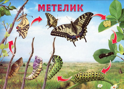 Let's tell the children about the life cycle of living organisms / Розповімо дітям про життєвий цикл живих організмів  -3