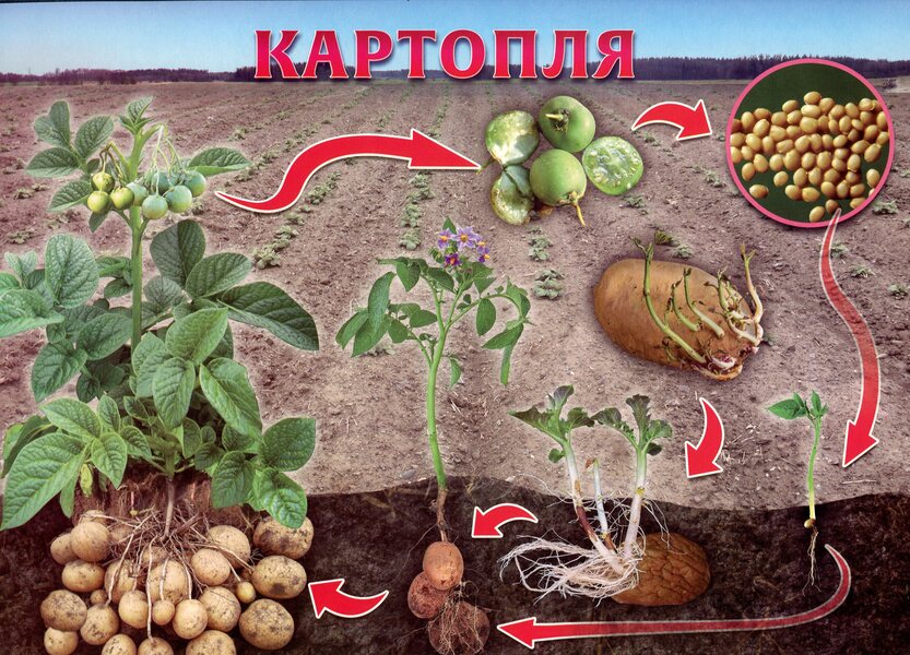 Let's tell the children about the life cycle of living organisms / Розповімо дітям про життєвий цикл живих організмів  -5